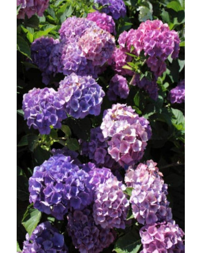Гортензія широколиста Боденсі | Hydrangea macrophylla Bodensee | Гортензия широколистная Боденси