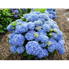 Гортензія широколиста Боденсі | Hydrangea macrophylla Bodensee | Гортензия широколистная Боденси