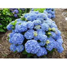 Гортензія широколиста Боденсі | Hydrangea macrophylla Bodensee | Гортензия широколистная Боденси