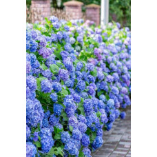 Гортензія широколиста Ерлі Блю | Hydrangea macrophylla Early Blue | Гортензия широколистная Эрли Блю