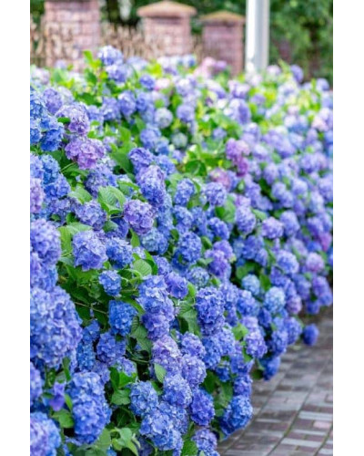 Гортензія широколиста Ерлі Блю | Hydrangea macrophylla Early Blue | Гортензия широколистная Эрли Блю
