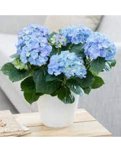 Гортензія широколиста Ерлі Блю | Hydrangea macrophylla Early Blue | Гортензия широколистная Эрли Блю