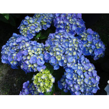 Гортензія широколиста Ерлі Блю | Hydrangea macrophylla Early Blue | Гортензия широколистная Эрли Блю