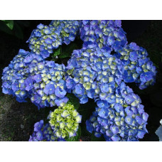 Гортензія широколиста Ерлі Блю | Hydrangea macrophylla Early Blue | Гортензия широколистная Эрли Блю
