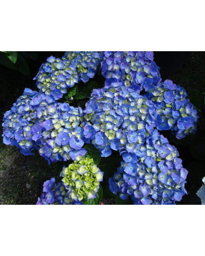 Гортензія широколиста Ерлі Блю | Hydrangea macrophylla Early Blue | Гортензия широколистная Эрли Блю