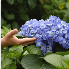 Гортензія широколиста Ерлі Блю | Hydrangea macrophylla Early Blue | Гортензия широколистная Эрли Блю
