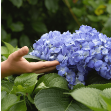 Гортензія широколиста Ерлі Блю | Hydrangea macrophylla Early Blue | Гортензия широколистная Эрли Блю