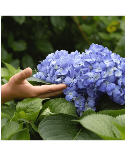 Гортензія широколиста Ерлі Блю | Hydrangea macrophylla Early Blue | Гортензия широколистная Эрли Блю