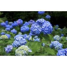 Гортензія широколиста Ерлі Блю | Hydrangea macrophylla Early Blue | Гортензия широколистная Эрли Блю