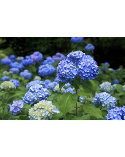 Гортензія широколиста Ерлі Блю | Hydrangea macrophylla Early Blue | Гортензия широколистная Эрли Блю
