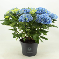 Гортензія широколиста Ерлі Блю | Hydrangea macrophylla Early Blue | Гортензия широколистная Эрли Блю