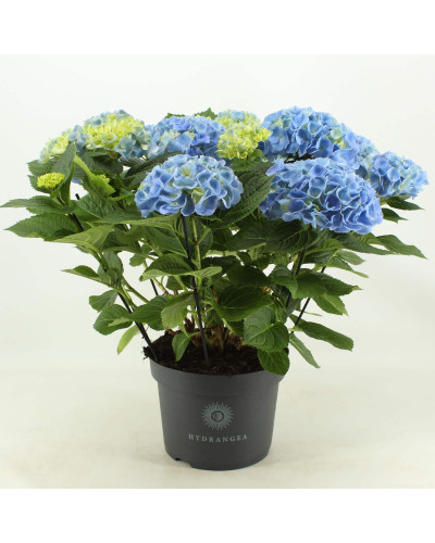 Гортензія широколиста Ерлі Блю | Hydrangea macrophylla Early Blue | Гортензия широколистная Эрли Блю