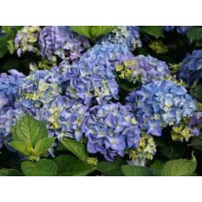 Гортензія широколиста Ерлі Блю | Hydrangea macrophylla Early Blue | Гортензия широколистная Эрли Блю