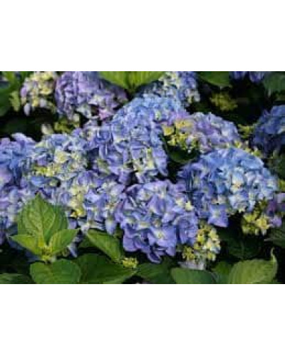 Гортензія широколиста Ерлі Блю | Hydrangea macrophylla Early Blue | Гортензия широколистная Эрли Блю