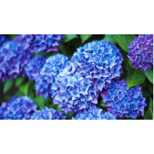 Гортензія широколиста Ерлі Блю | Hydrangea macrophylla Early Blue | Гортензия широколистная Эрли Блю