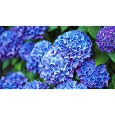 Гортензія широколиста Ерлі Блю | Hydrangea macrophylla Early Blue | Гортензия широколистная Эрли Блю