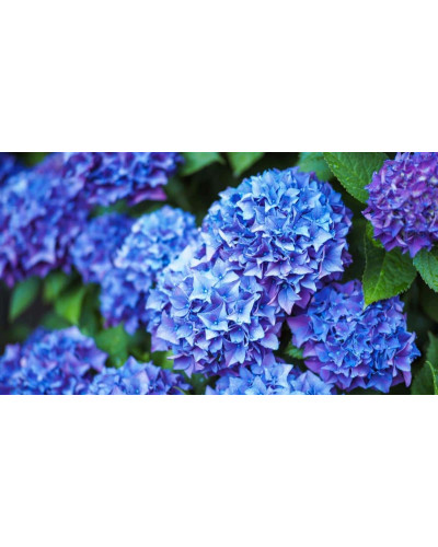 Гортензія широколиста Ерлі Блю | Hydrangea macrophylla Early Blue | Гортензия широколистная Эрли Блю