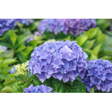 Гортензія широколиста Ерлі Блю | Hydrangea macrophylla Early Blue | Гортензия широколистная Эрли Блю