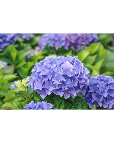 Гортензія широколиста Ерлі Блю | Hydrangea macrophylla Early Blue | Гортензия широколистная Эрли Блю
