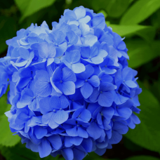 Гортензія широколиста Ерлі Блю | Hydrangea macrophylla Early Blue | Гортензия широколистная Эрли Блю