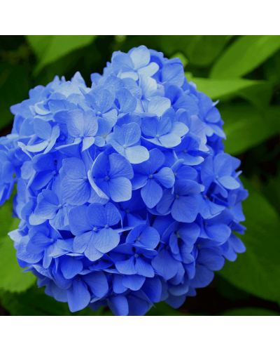 Гортензія широколиста Ерлі Блю | Hydrangea macrophylla Early Blue | Гортензия широколистная Эрли Блю