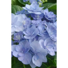 Гортензія широколиста Романсе / Ю енд Мі | Hydrangea macrophylla Romance /  You & Me | Гортензия широколистая Романсе / Ю энд Ми