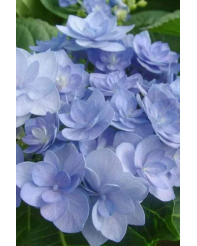 Гортензія широколиста Романсе / Ю енд Мі | Hydrangea macrophylla Romance / You & Me | Гортензия широколистая Романсе / Ю энд Ми