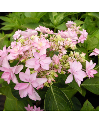 Гортензія широколиста Романсе / Ю енд Мі | Hydrangea macrophylla Romance / You & Me | Гортензия широколистая Романсе / Ю энд Ми