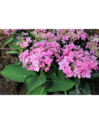 Гортензія широколиста Романсе / Ю енд Мі | Hydrangea macrophylla Romance / You & Me | Гортензия широколистая Романсе / Ю энд Ми