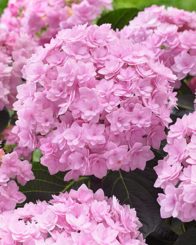 Гортензія широколиста Романсе / Ю енд Мі | Hydrangea macrophylla Romance / You & Me | Гортензия широколистая Романсе / Ю энд Ми