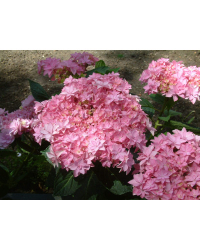 Гортензія широколиста Романсе / Ю енд Мі | Hydrangea macrophylla Romance / You & Me | Гортензия широколистая Романсе / Ю энд Ми