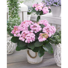 Гортензія широколиста Романсе / Ю енд Мі | Hydrangea macrophylla Romance /  You & Me | Гортензия широколистая Романсе / Ю энд Ми