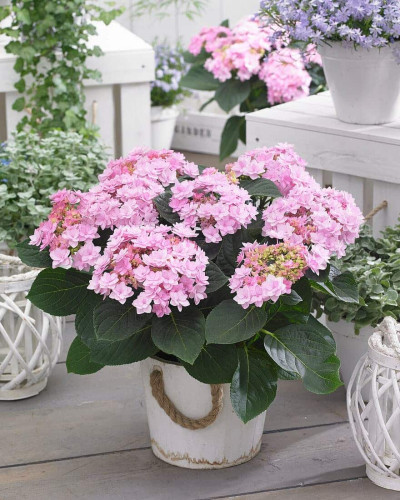 Гортензія широколиста Романсе / Ю енд Мі | Hydrangea macrophylla Romance / You & Me | Гортензия широколистая Романсе / Ю энд Ми