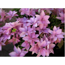 Гортензія широколиста Романсе / Ю енд Мі | Hydrangea macrophylla Romance /  You & Me | Гортензия широколистая Романсе / Ю энд Ми