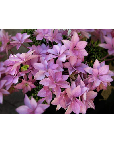 Гортензія широколиста Романсе / Ю енд Мі | Hydrangea macrophylla Romance / You & Me | Гортензия широколистая Романсе / Ю энд Ми