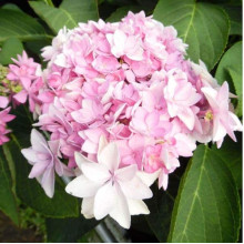 Гортензія широколиста Романсе / Ю енд Мі | Hydrangea macrophylla Romance /  You & Me | Гортензия широколистая Романсе / Ю энд Ми