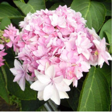 Гортензія широколиста Романсе / Ю енд Мі | Hydrangea macrophylla Romance /  You & Me | Гортензия широколистая Романсе / Ю энд Ми