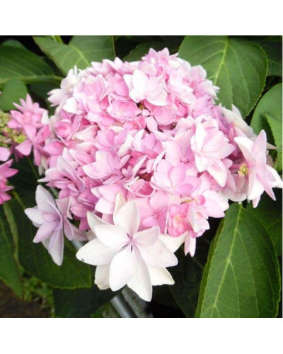 Гортензія широколиста Романсе / Ю енд Мі | Hydrangea macrophylla Romance / You & Me | Гортензия широколистая Романсе / Ю энд Ми