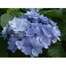 Гортензія широколиста Романсе / Ю енд Мі | Hydrangea macrophylla Romance /  You & Me | Гортензия широколистая Романсе / Ю энд Ми