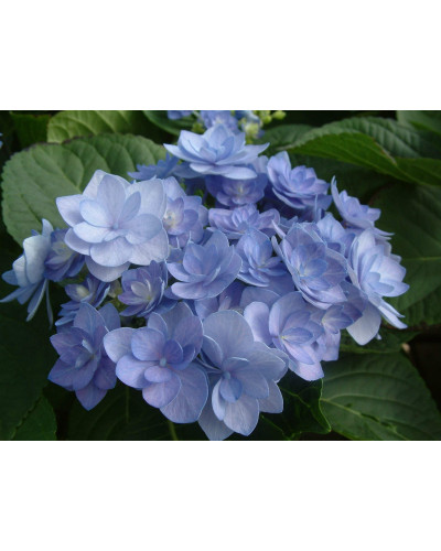 Гортензія широколиста Романсе / Ю енд Мі | Hydrangea macrophylla Romance / You & Me | Гортензия широколистая Романсе / Ю энд Ми