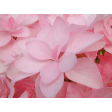 Гортензія широколиста Романсе / Ю енд Мі | Hydrangea macrophylla Romance /  You & Me | Гортензия широколистая Романсе / Ю энд Ми