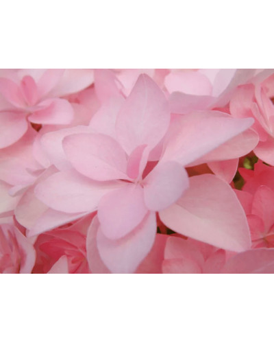 Гортензія широколиста Романсе / Ю енд Мі | Hydrangea macrophylla Romance / You & Me | Гортензия широколистая Романсе / Ю энд Ми