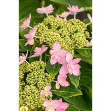 Гортензія широколиста Романсе / Ю енд Мі | Hydrangea macrophylla Romance /  You & Me | Гортензия широколистая Романсе / Ю энд Ми
