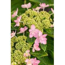 Гортензія широколиста Романсе / Ю енд Мі | Hydrangea macrophylla Romance /  You & Me | Гортензия широколистая Романсе / Ю энд Ми