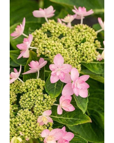 Гортензія широколиста Романсе / Ю енд Мі | Hydrangea macrophylla Romance / You & Me | Гортензия широколистая Романсе / Ю энд Ми