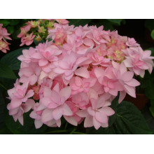 Гортензія широколиста Романсе / Ю енд Мі | Hydrangea macrophylla Romance /  You & Me | Гортензия широколистая Романсе / Ю энд Ми