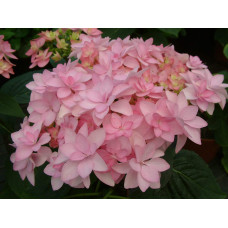 Гортензія широколиста Романсе / Ю енд Мі | Hydrangea macrophylla Romance /  You & Me | Гортензия широколистая Романсе / Ю энд Ми