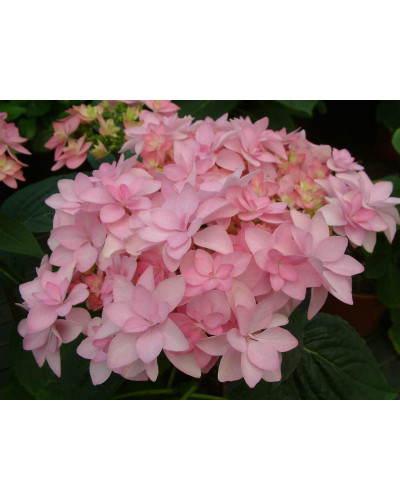 Гортензія широколиста Романсе / Ю енд Мі | Hydrangea macrophylla Romance / You & Me | Гортензия широколистая Романсе / Ю энд Ми
