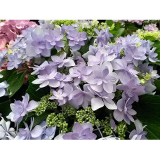 Гортензія широколиста Романсе / Ю енд Мі | Hydrangea macrophylla Romance /  You & Me | Гортензия широколистая Романсе / Ю энд Ми