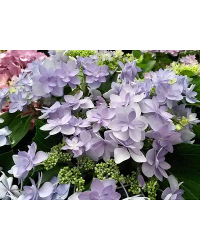 Гортензія широколиста Романсе / Ю енд Мі | Hydrangea macrophylla Romance / You & Me | Гортензия широколистая Романсе / Ю энд Ми